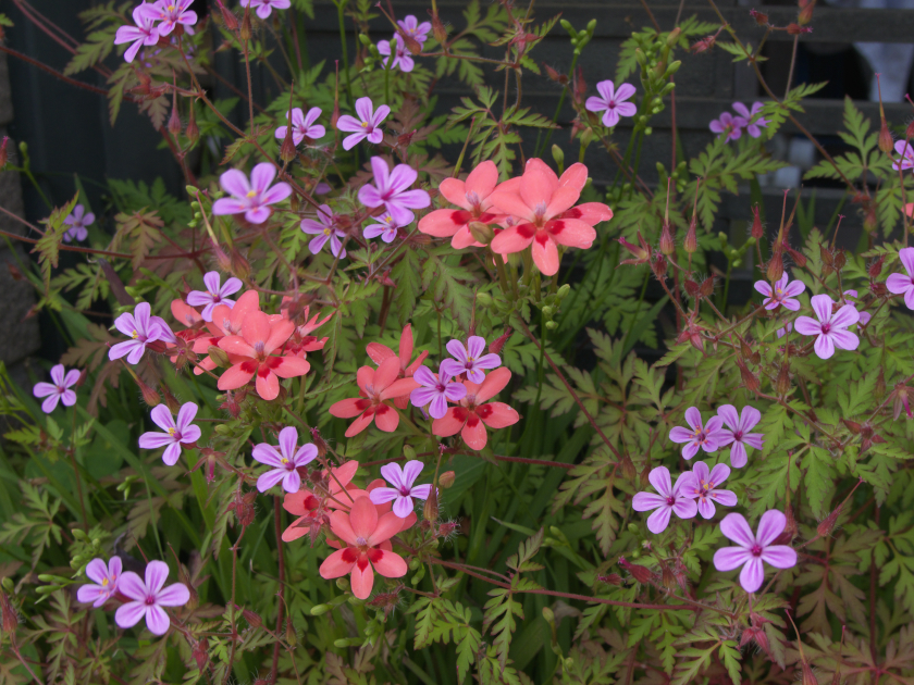 2010/05/15 浦安散歩 No.4