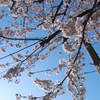 桜・逆光