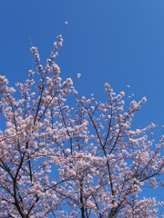 桜・晴れ空