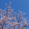 桜・晴れ空