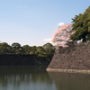 桜源郷
