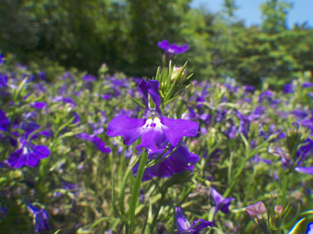 2010/05/27 浦安散歩 No.5