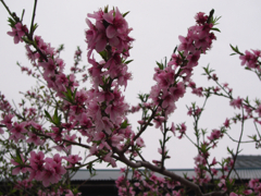 桜・曇り空