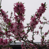 桜・曇り空