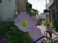 2010/05/17 浦安散歩 No.3