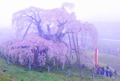 けむる滝桜