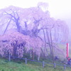 けむる滝桜