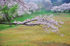 伸び伸び・・春