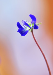 雪割草　"紫レンゲ"