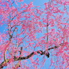 桜舞