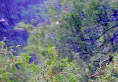 篠つく雨