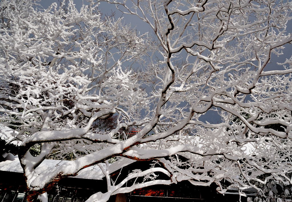 吹雪の朝