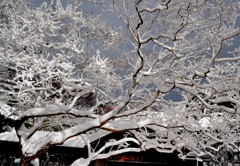 吹雪の朝