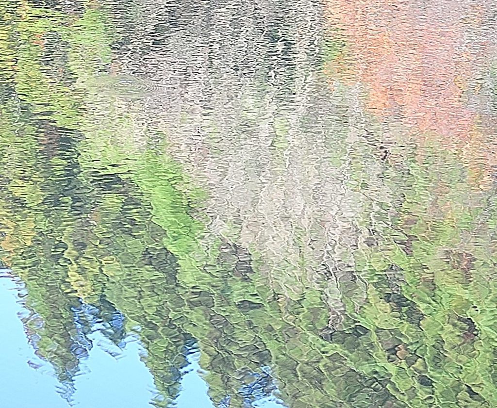 森の水辺で