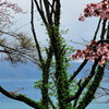 湖畔の八重