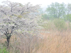 川霧の朝