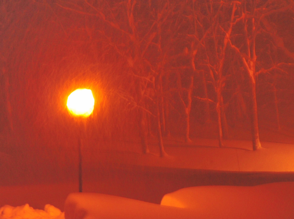 吹雪くぶな林