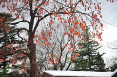 吹雪いた朝