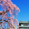 ゆれる北桜