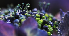 いきいき・・紫陽花