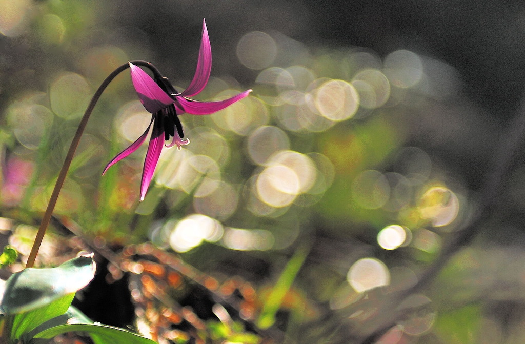 かたくりの花