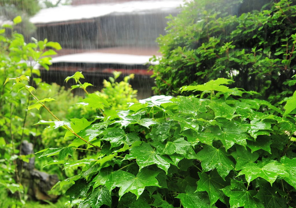 廃屋の雨