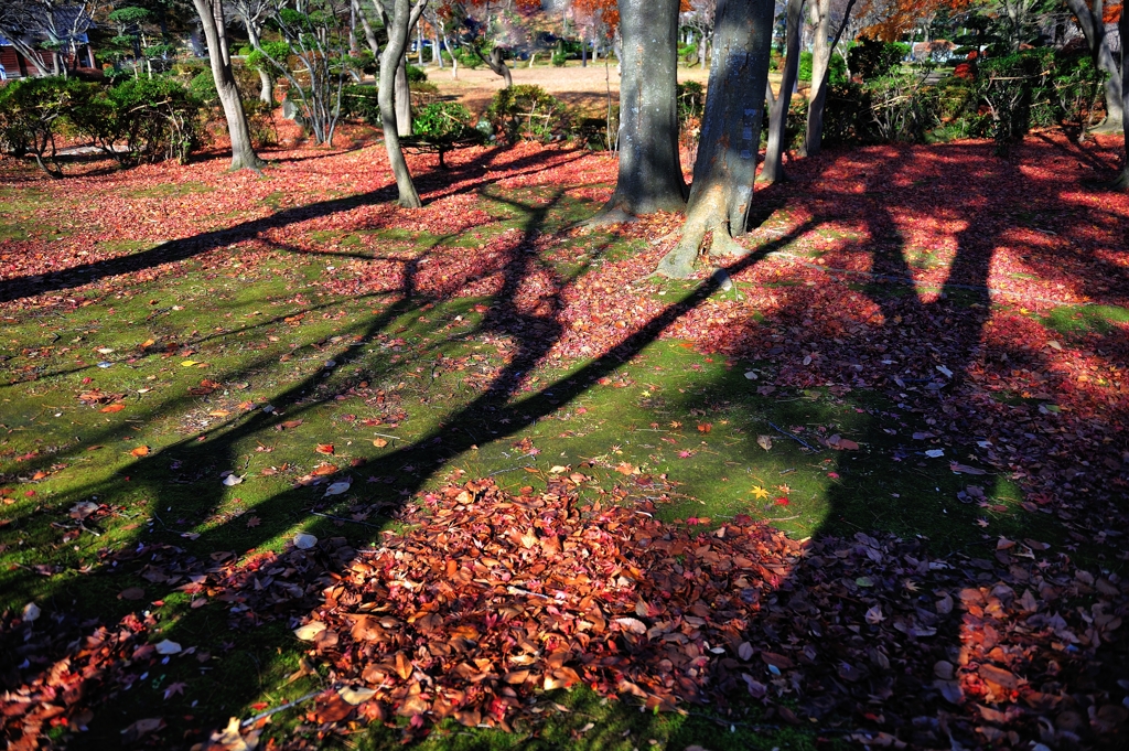 公園の長い影