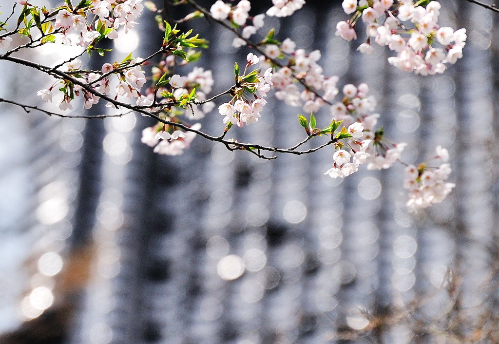 花日和