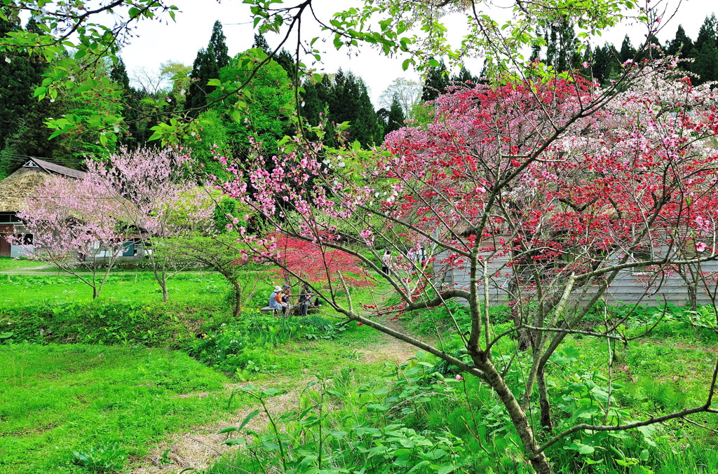 桃の花咲く頃