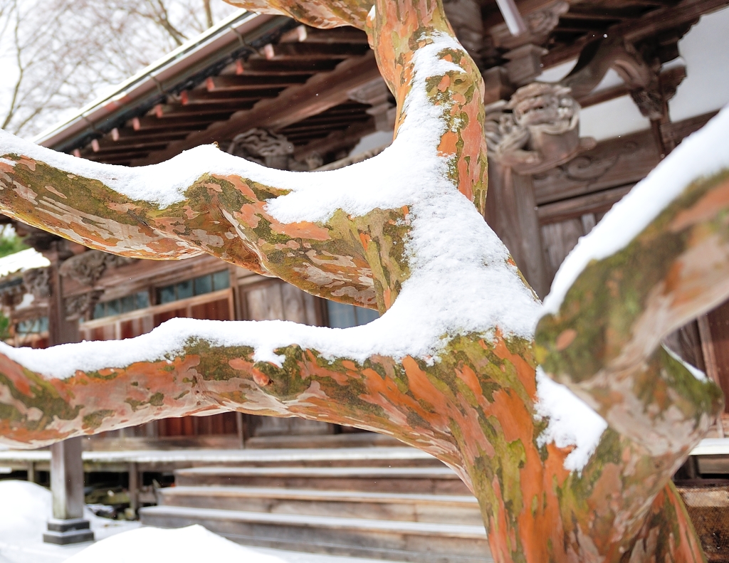 大樹新雪