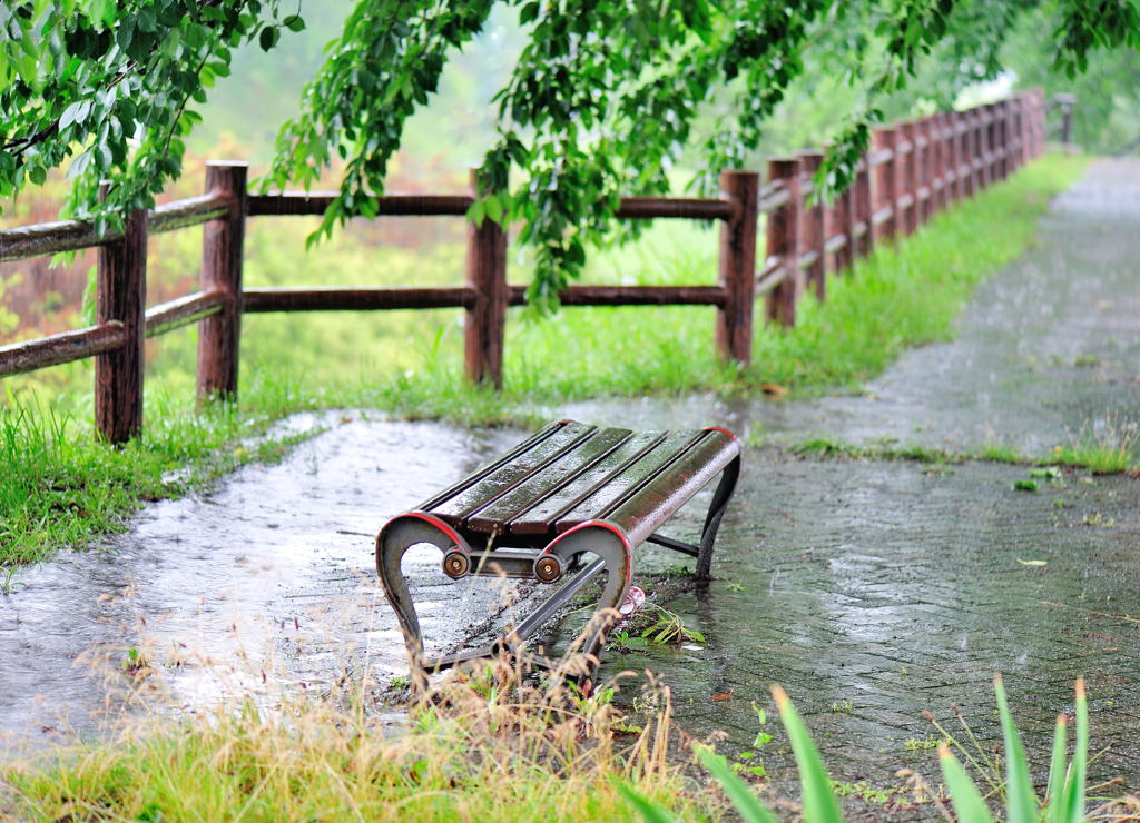 雨の散歩道