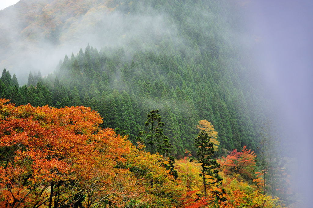 のぼる山霧