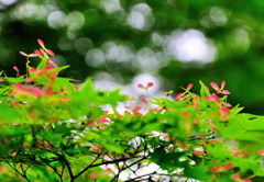 花車