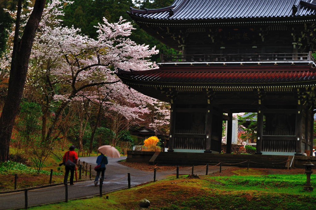 山門の桜