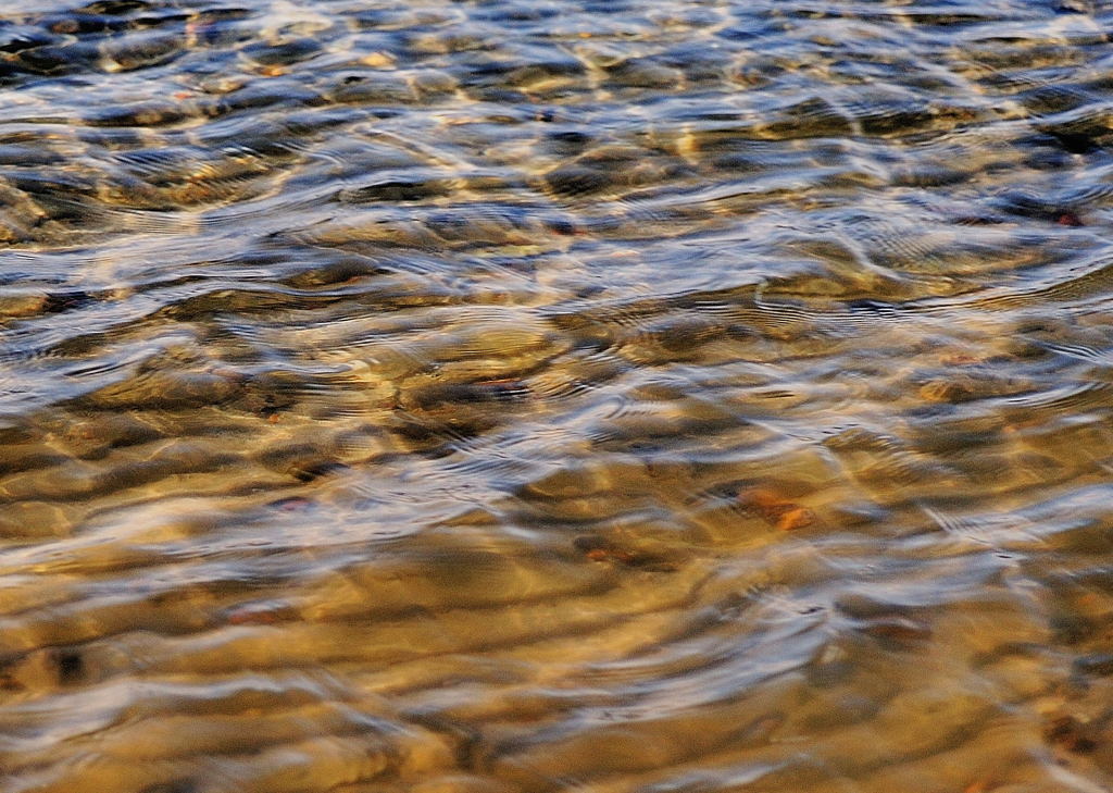 湖畔の水辺