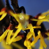花舞