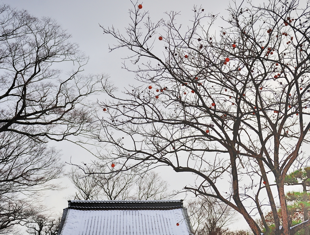 吹雪の残り柿