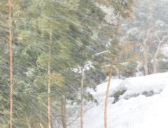 突然の吹雪