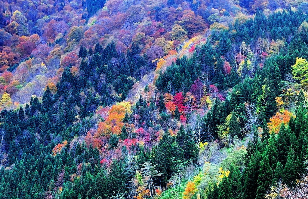 錦
