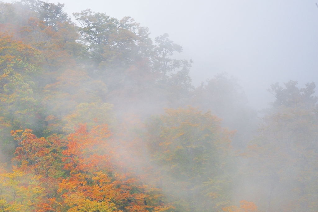 霞む森