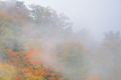霞む森