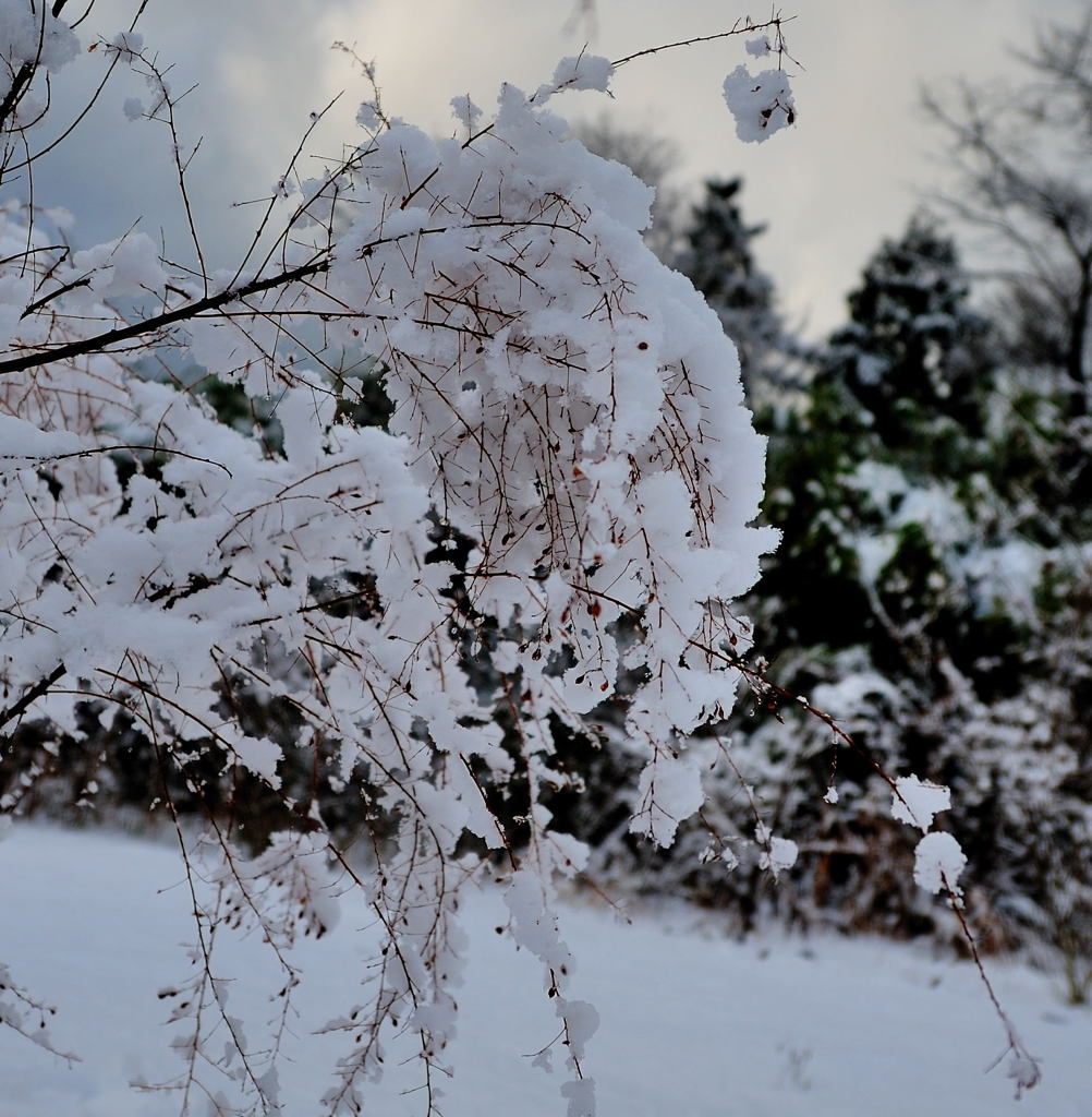 ふんわり・・新雪