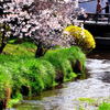 楽しいお花見