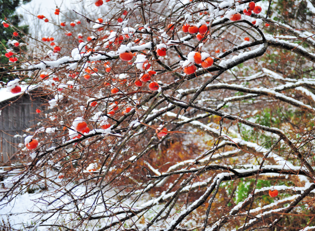 初雪の朝