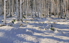 吹雪いた朝