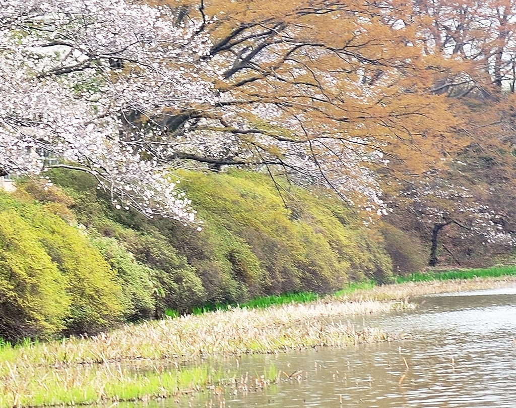 春の水辺で