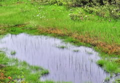 池糖の緑