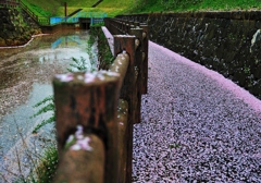 桜散る公園で