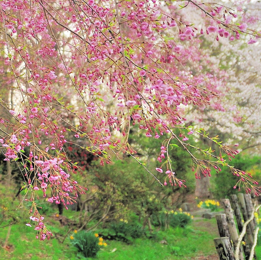 咲き初めし