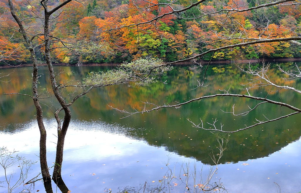 写る秋